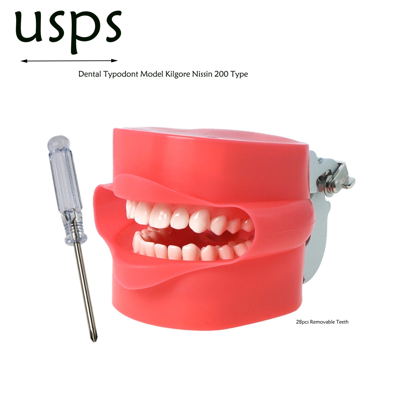 US Overdenture All-On-4/6 Implant /Ortho/Columbia 860/Kilgore NISSIN Teeth Model