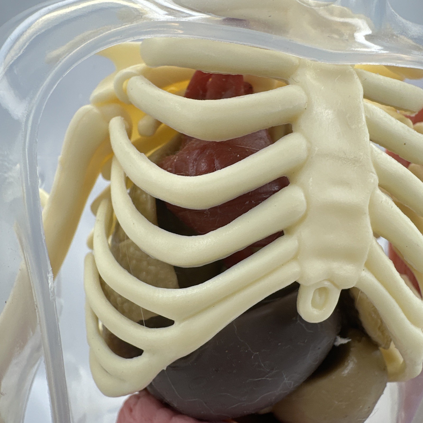 Human Body Model Anatomy Heart Brain Skeleton Muscles Lungs Student 13″