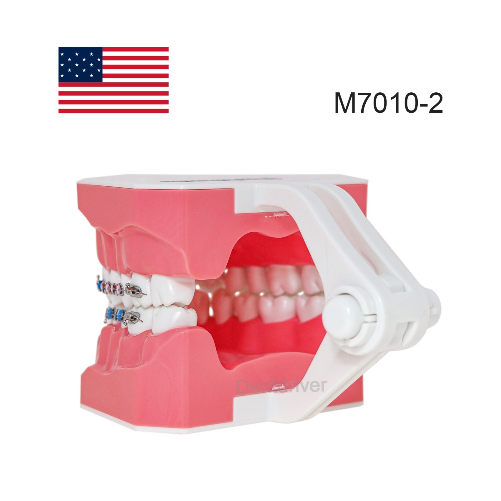 US Orthodontic Typodont 1:1 Teeth Model M7010-2 Fixed Brackets Braces Teaching