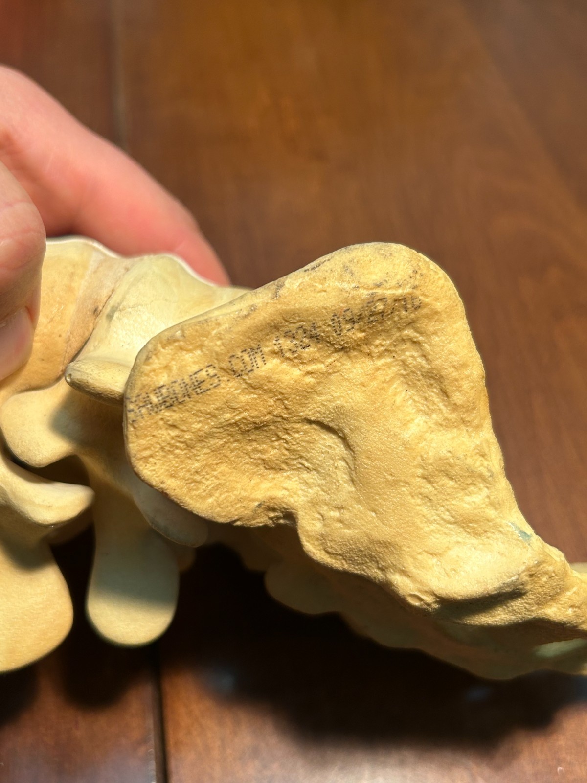 Sawbones Lumbar Spine Sacrum Model L1-L5 Vertebrae Orthopedic Medical Anatomy