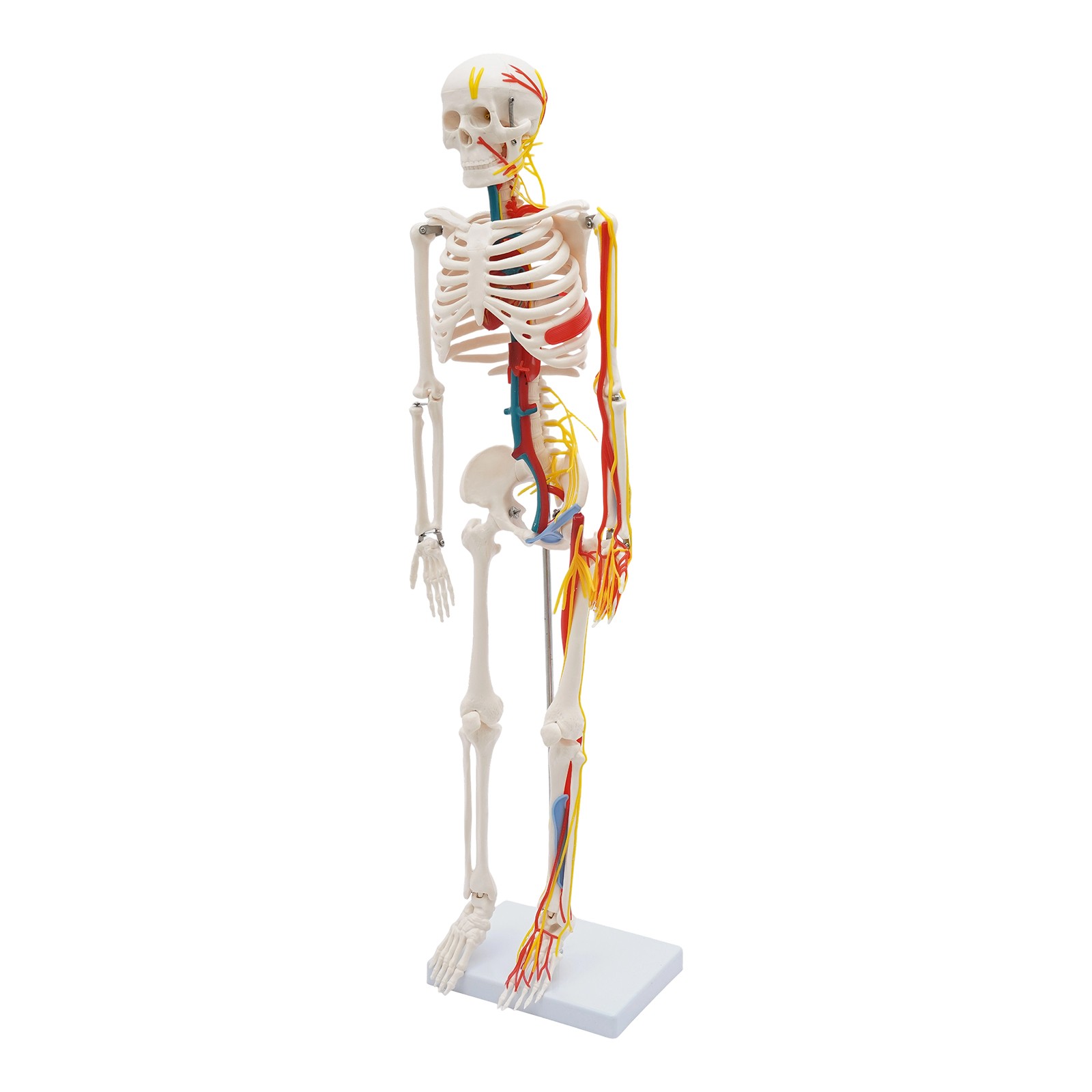 33.46″ Model Skeleton Anatomical Human Anatomy Medical Stand For Teaching