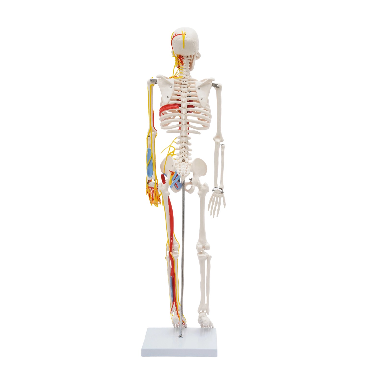 33.46″ Model Skeleton Anatomical Human Anatomy Medical Stand For Teaching
