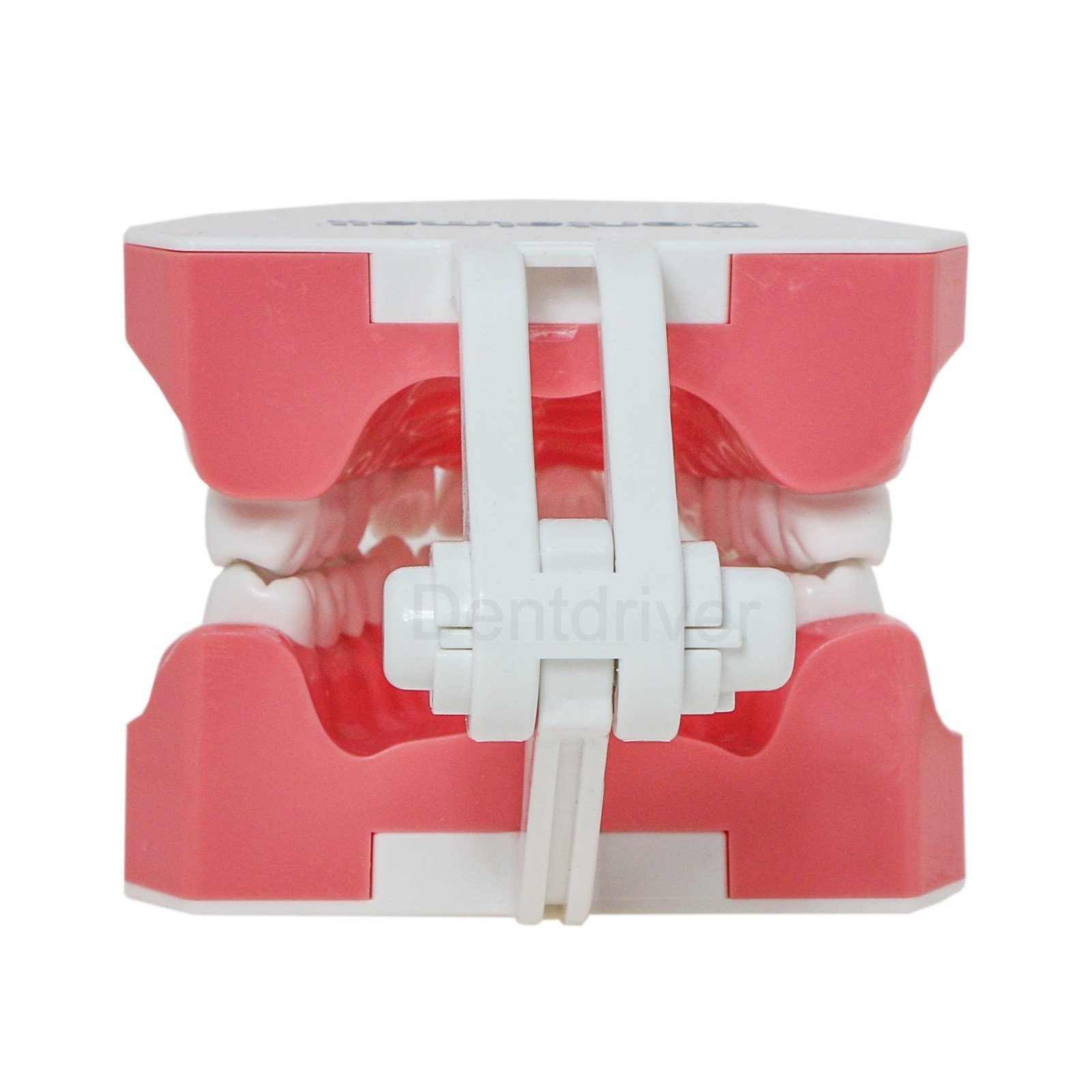 US 1:1 Typodont Teeth Model M7010-1 for Brushing Flossing Practice Teaching