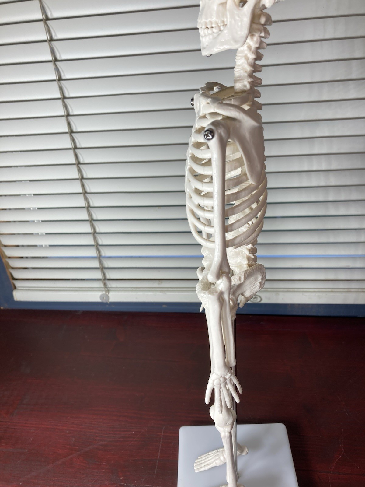 Human Anatomy Model Skeleton Medical Educational Learning Aid with Stand