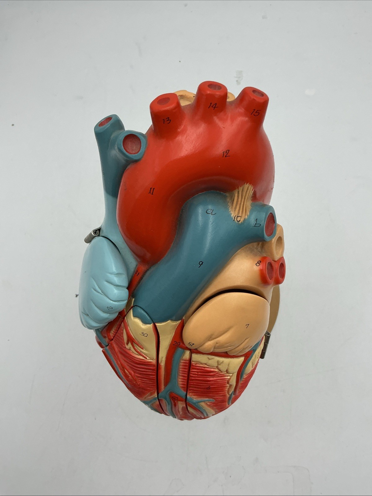 Denoyer Geppert Heart of America 0140-00 Anatomical Model Anatomy