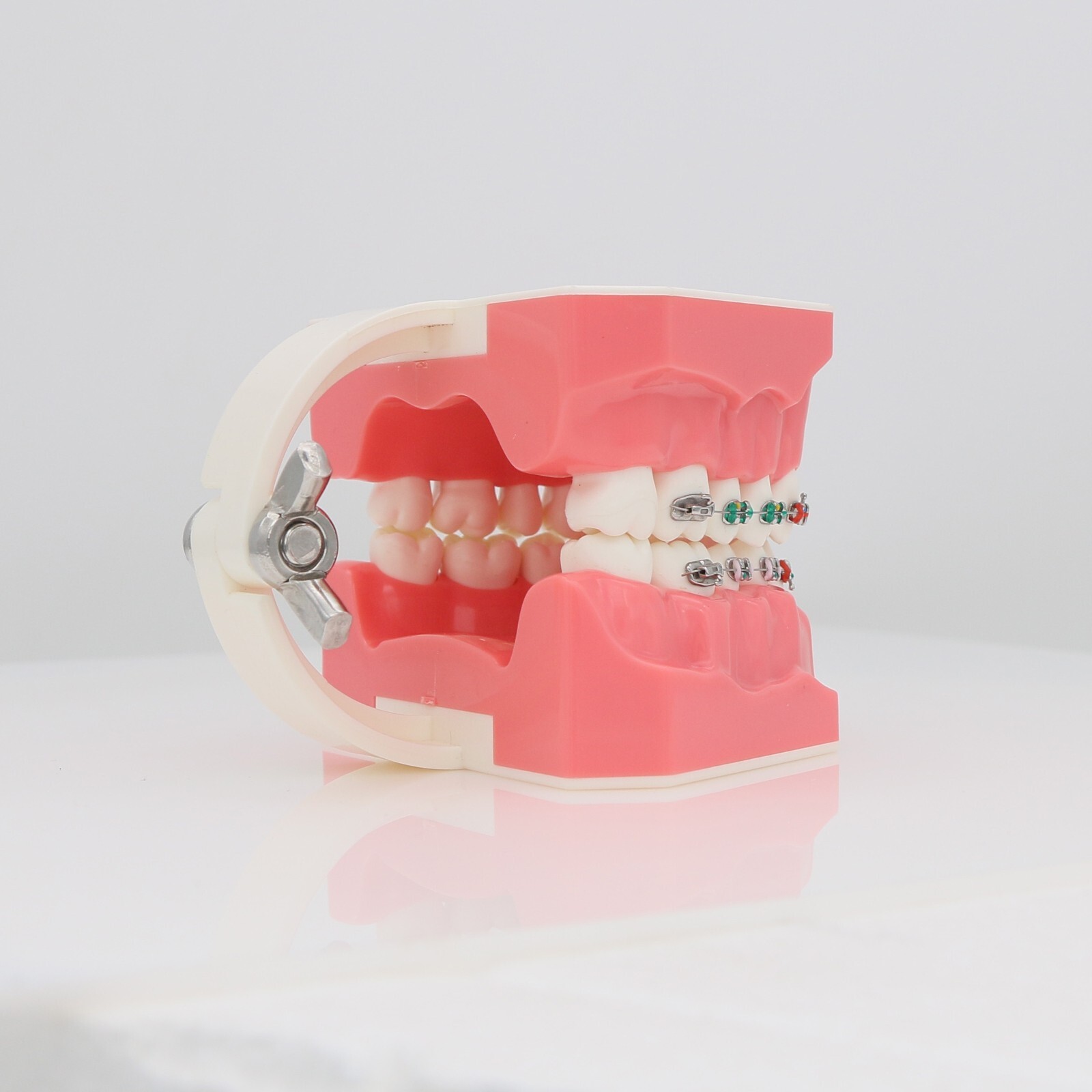 US Dental Teach Typodont Demonstration Teeth Model for Patient Study M7010-1/2