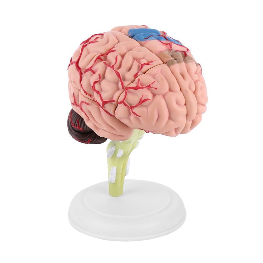 Anatomical Brain Model High Quality Assembling Tool Training Premium