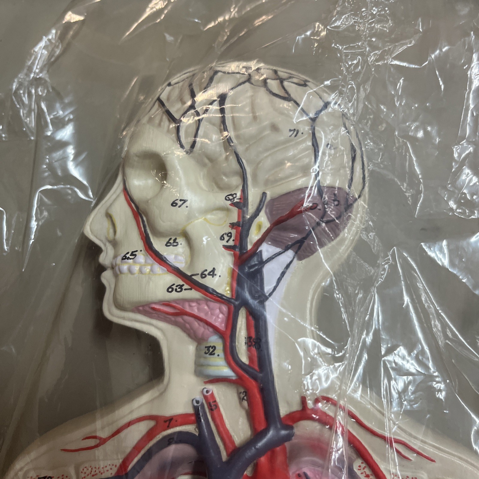 3D Human Circulatory System Anatomy Relief Model, Teaching Aid, Body, In Box