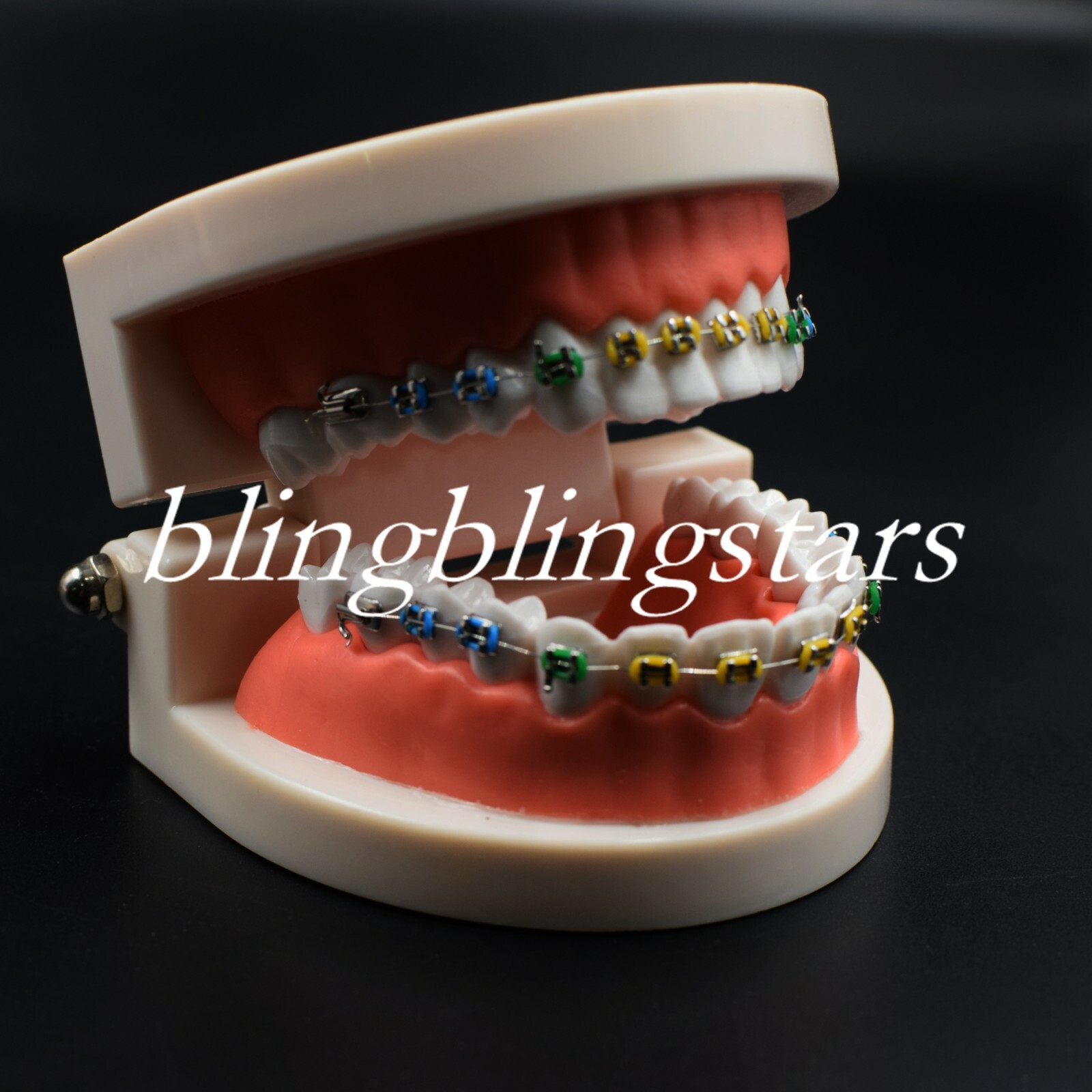 Dental Orthodontics Standard Tooth Model Bracket Ligature Buccal Tube Ties