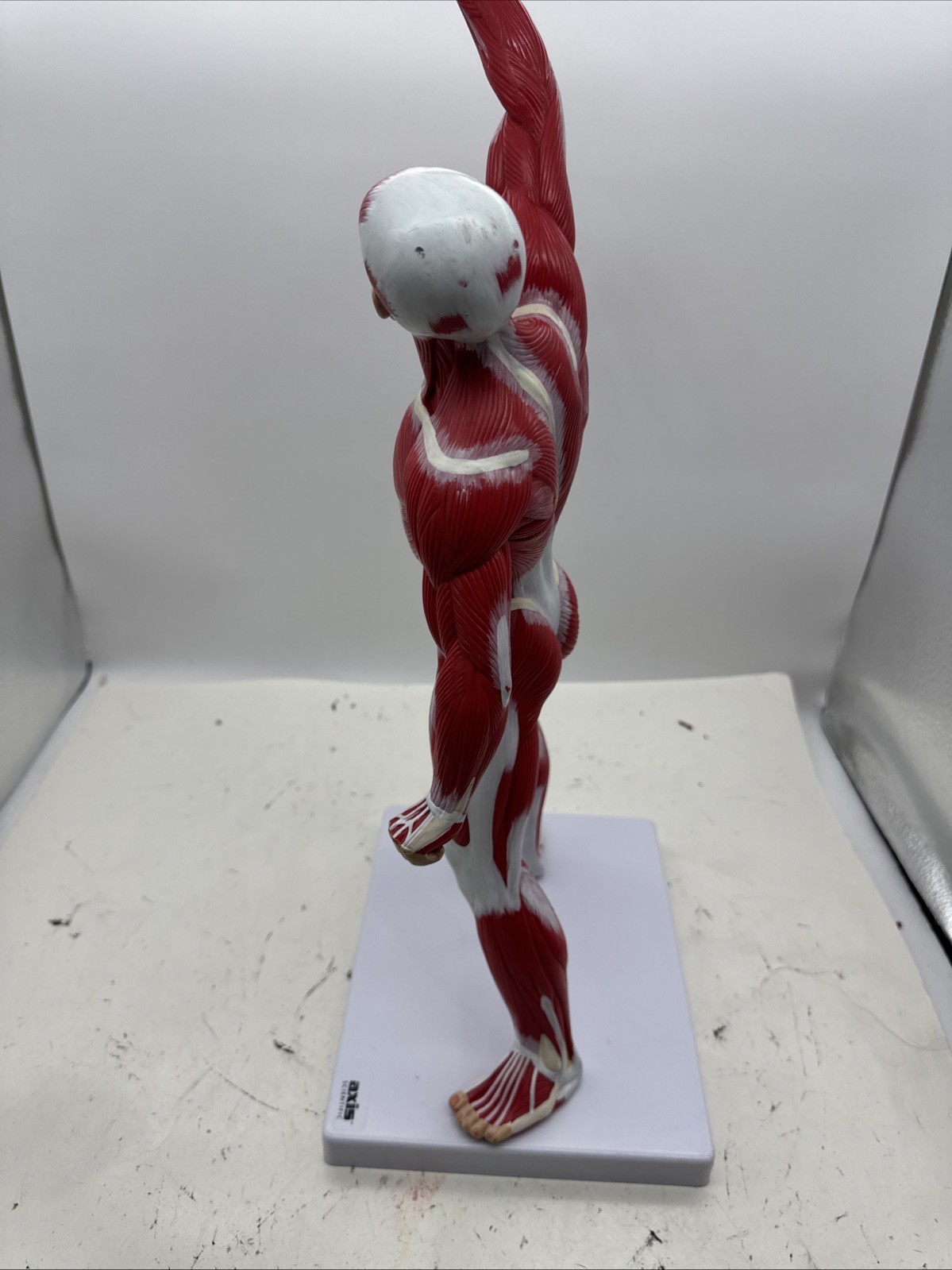 Wellden Muscular System Model, 20” Human Muscles Anatomy Axis Scientific (104)