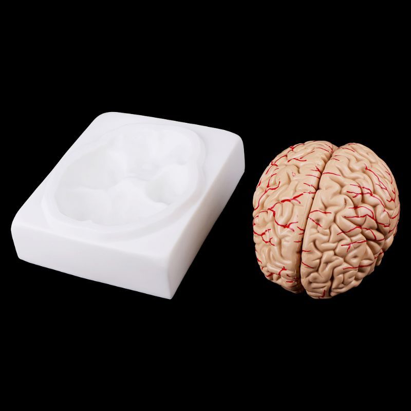 Human Brain Model Anatomical Anatomy Medical Teaching Education Study Science
