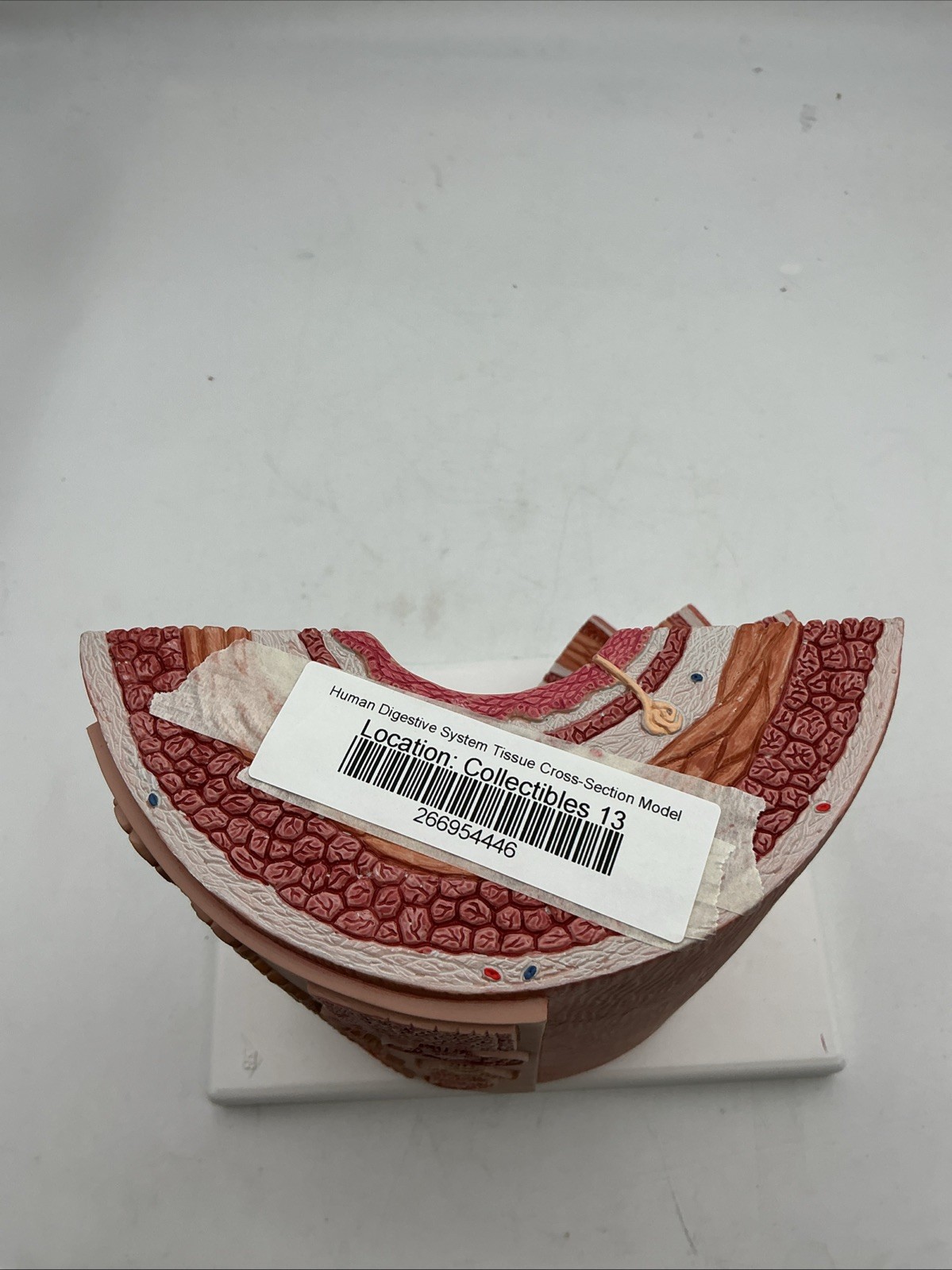 3B Scientific MICROanatomy Digestive System Model, 20-times Magnified – K23