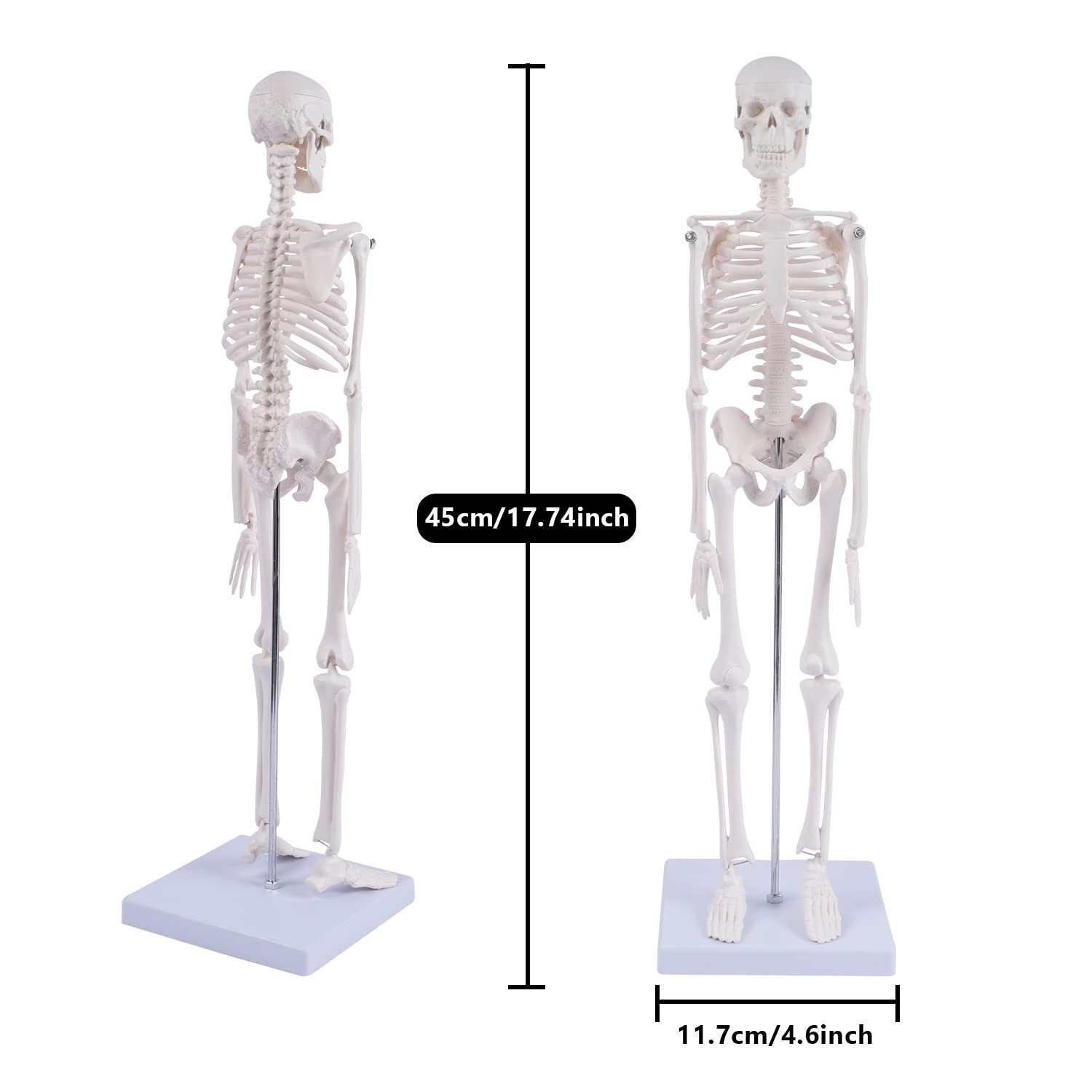 17″ Mini Human Skeleton Model – Anatomical Study Tool with Movable Arms & Legs,