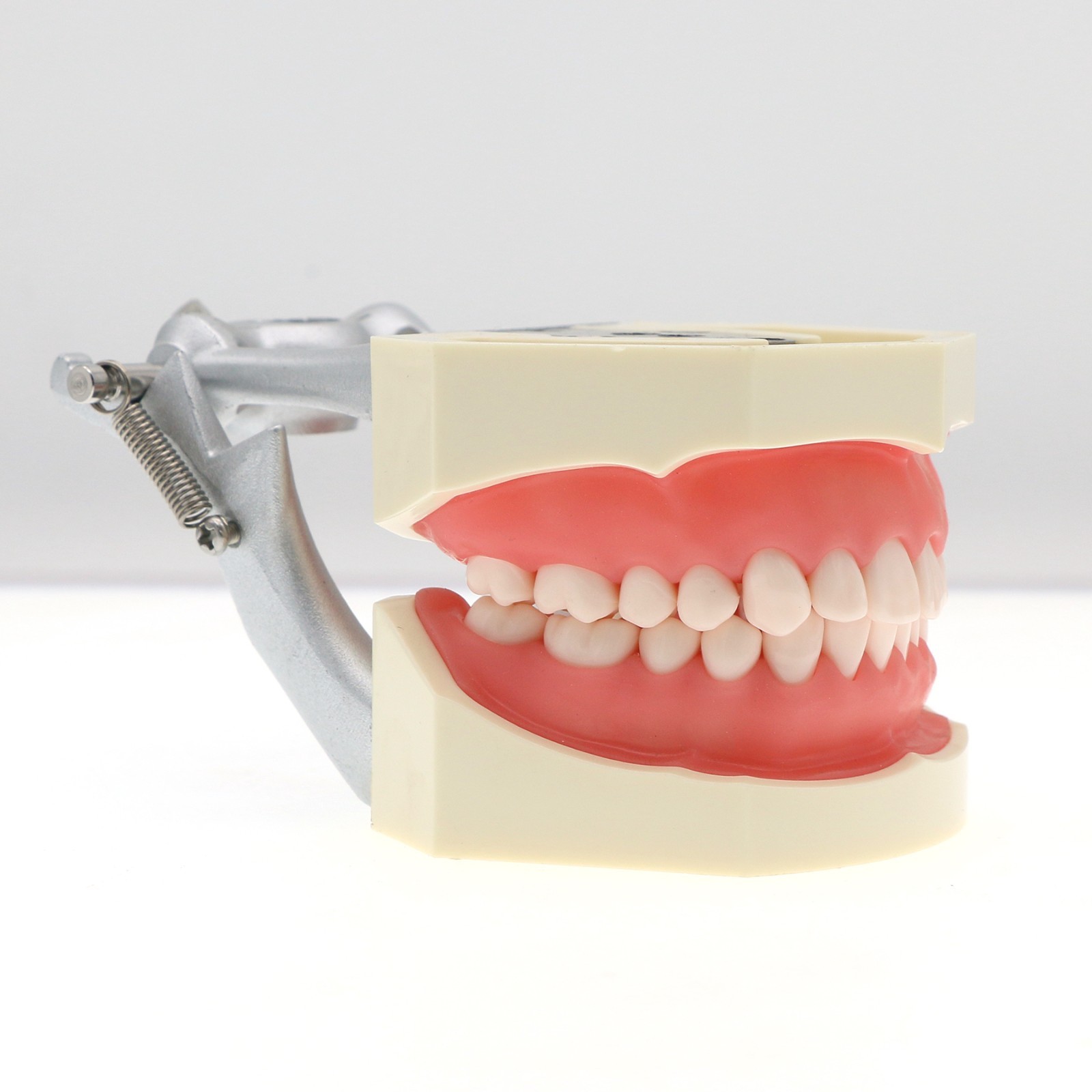 Dental Typodont Teeth Model With Removable Teeth fit Kilgore NISSIN 200/500 Type