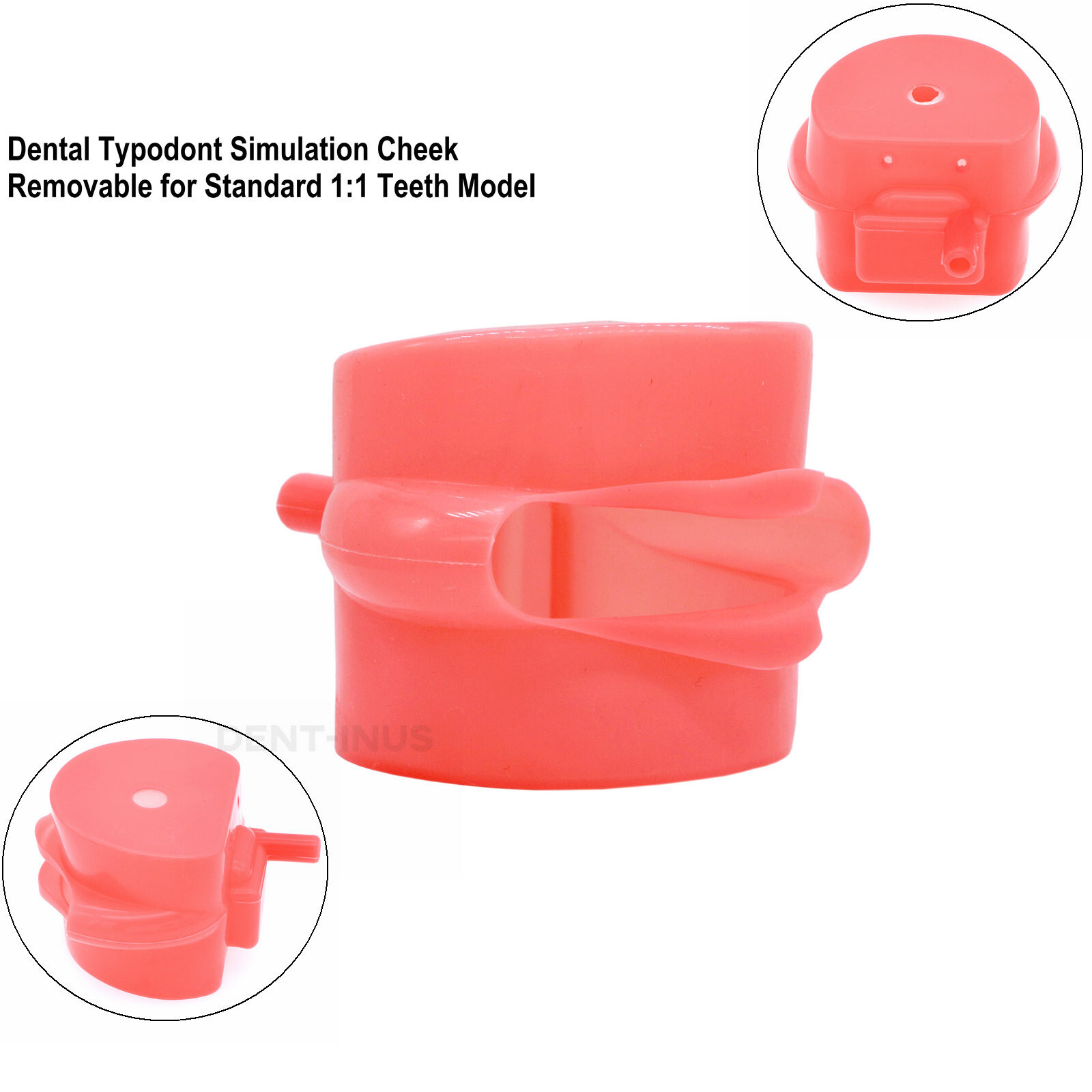 Dental Typodont Teeth Model fit Kilgore NISSIN 200/500 Type With Removable Teeth