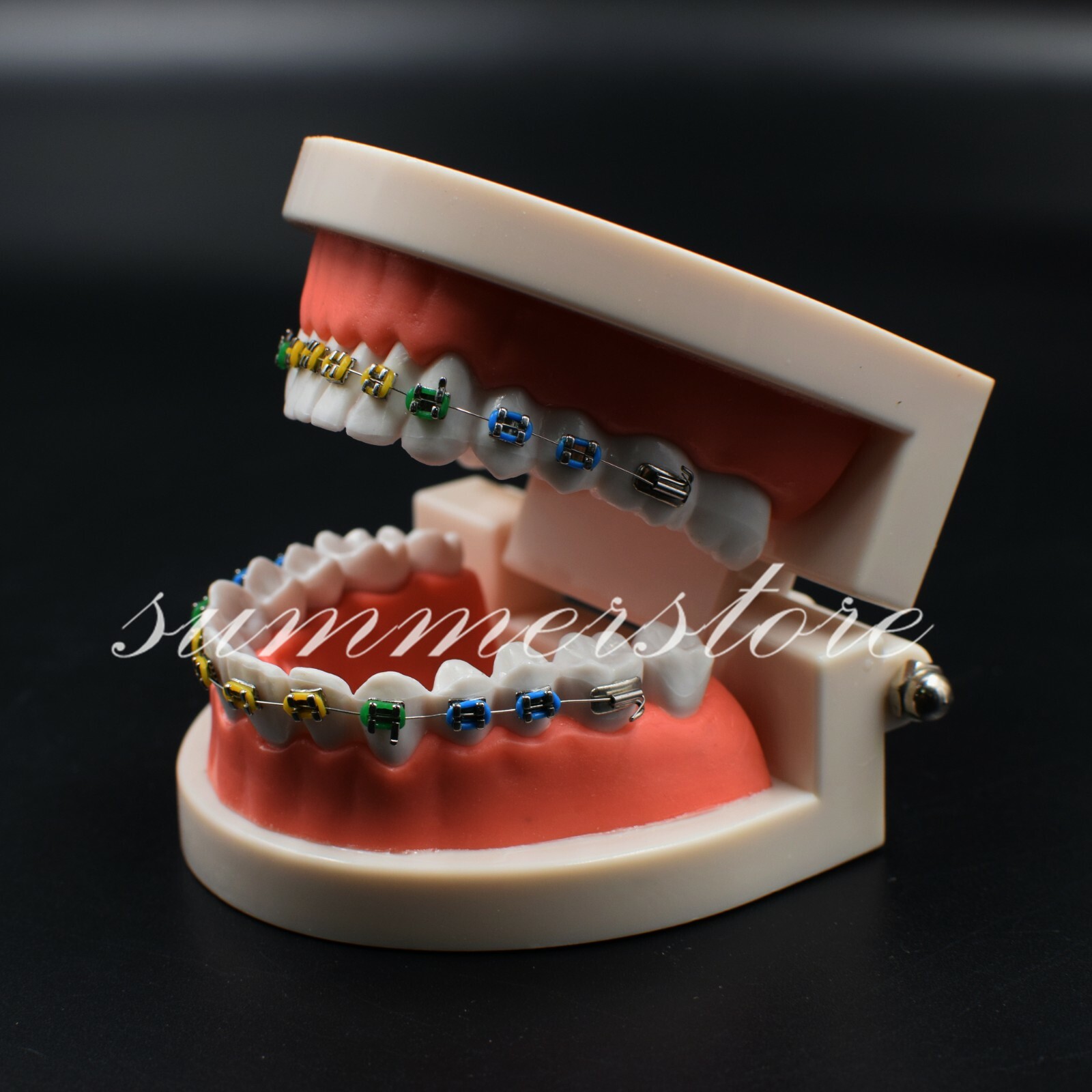 1x Dental Orthodontic Standard Teeth Model With Bracket&Buccal Tube&Ligature Tie