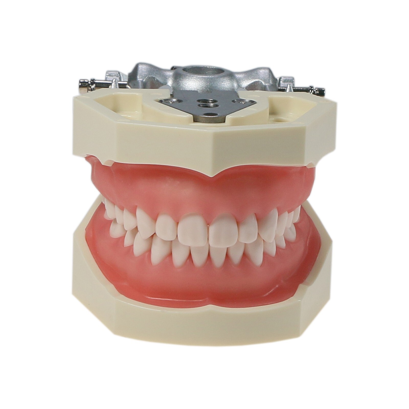 Dental Kilgore NISSIN 28/32 Pcs Type Teeth Typodont Model With Removable Teeth