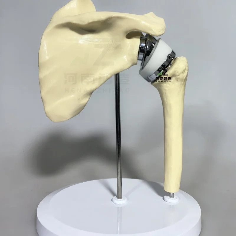 2025 New Artificial Shoulder Joint Manual Model High Quality Orthopedic Model