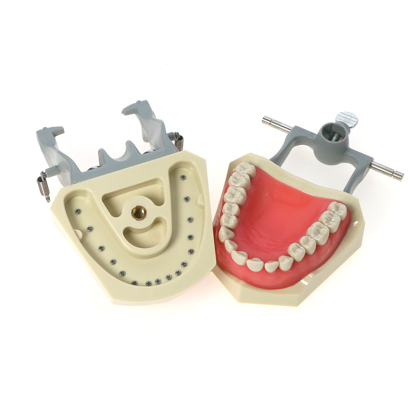 32pcs Removable Dental Typodont Columbia 860 Type Teeth Exam Restorative Model