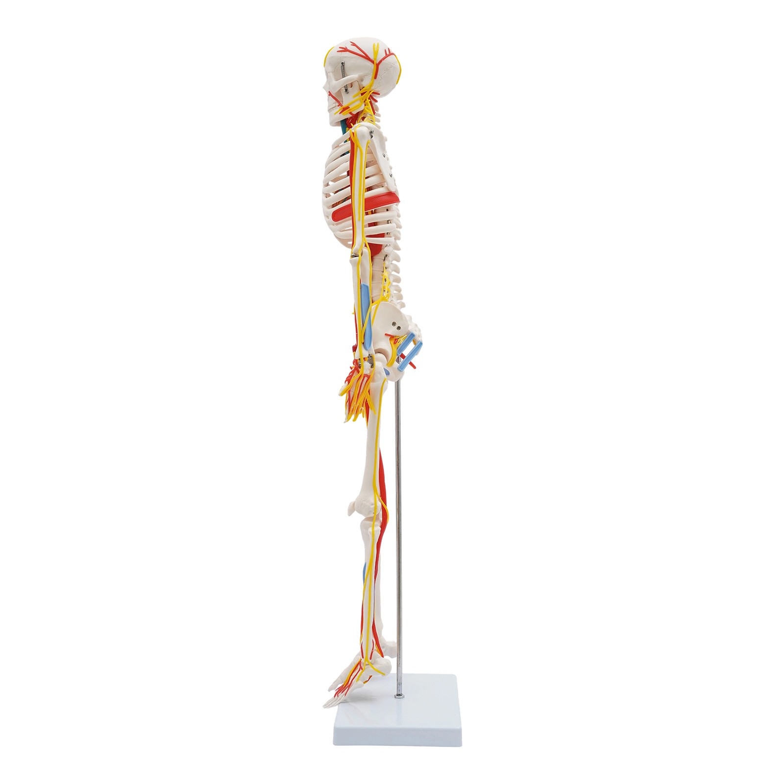 33.46″ Model Skeleton Anatomical Human Anatomy Medical Stand For Teaching