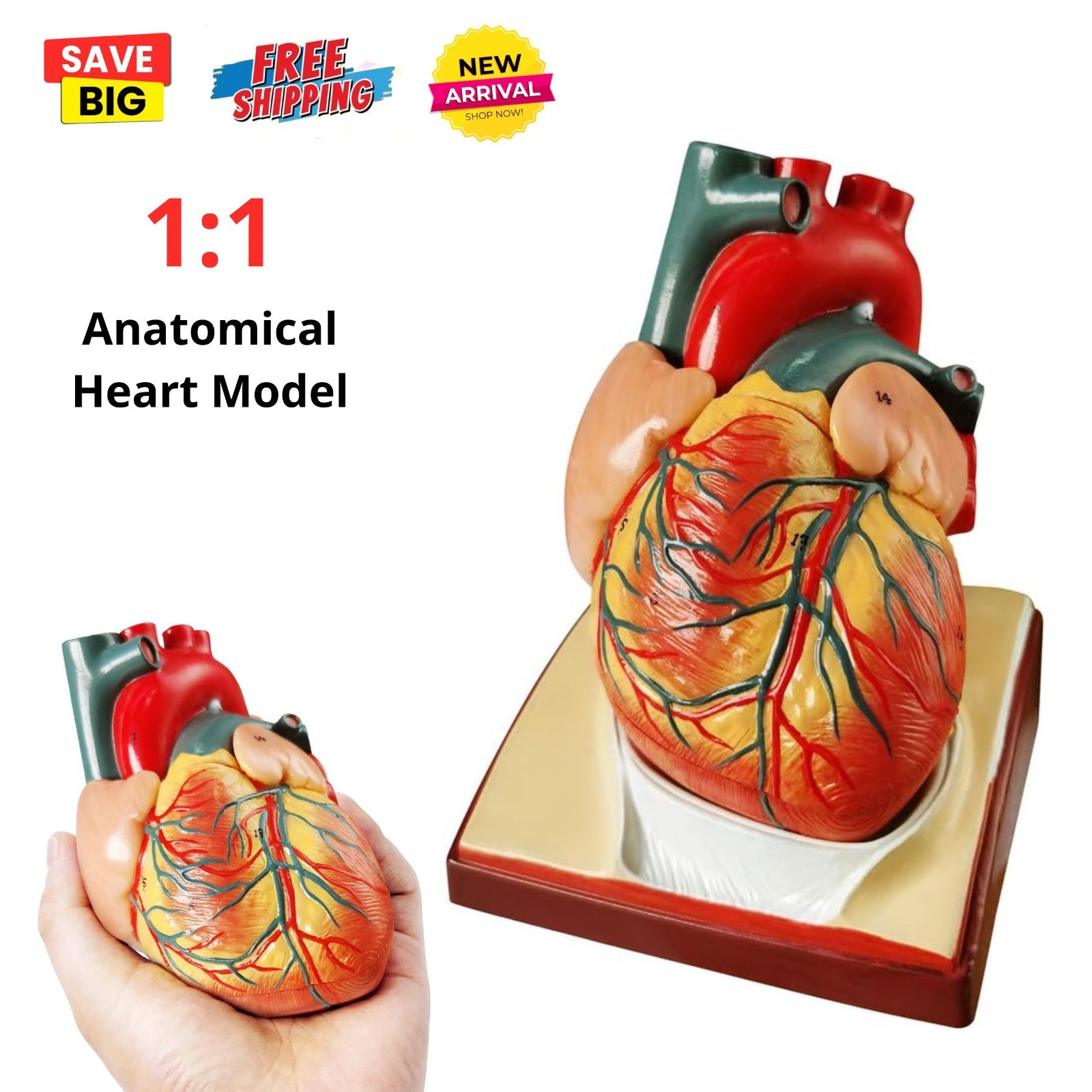 2-Parts 1:1 Anatomical Human Heart Model for Teaching Cardiology Nursing school