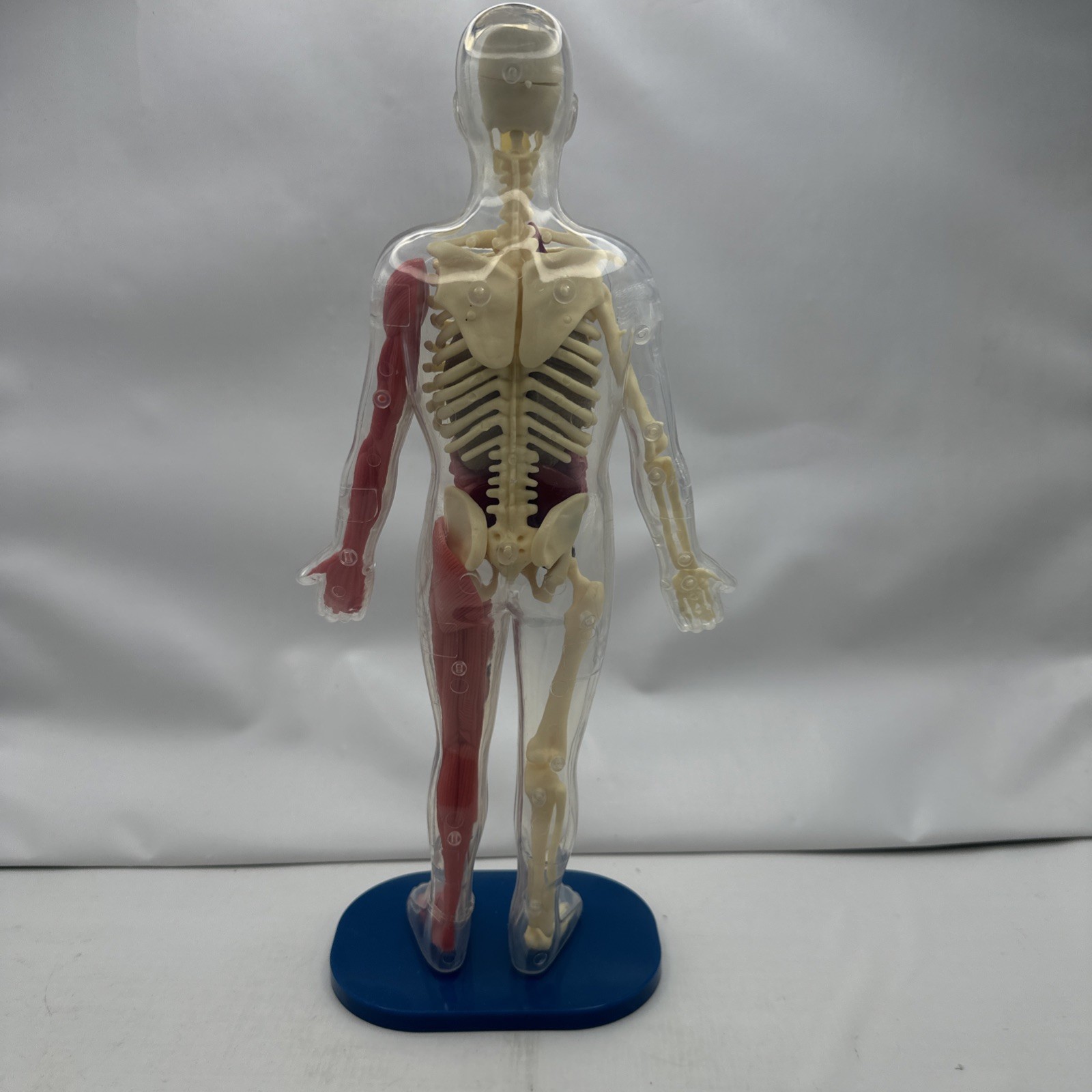 Human Body Model Anatomy Heart Brain Skeleton Muscles Lungs Student 13″