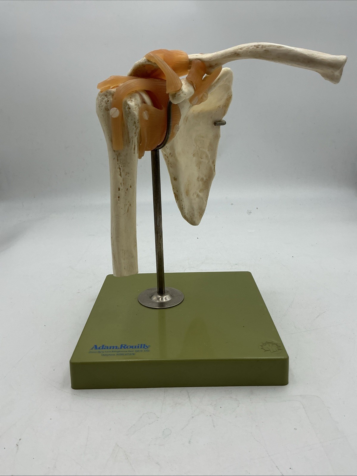 Somso NS53 Functional Shoulder Joint with Ligaments Anatomical Model NS 53