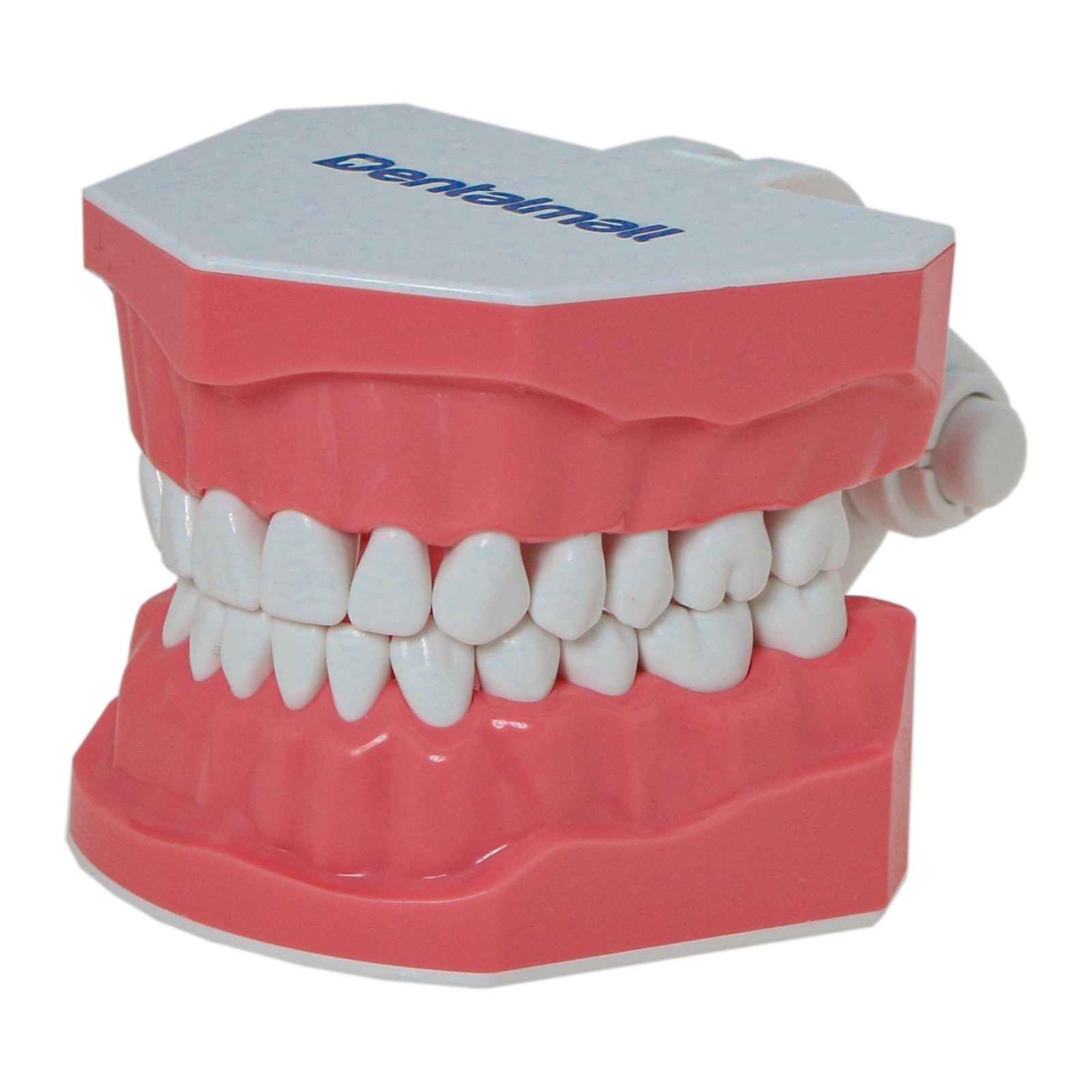 Dental Typodont Teeth Model Brushing Flossing Practice Teaching Model M7010-1