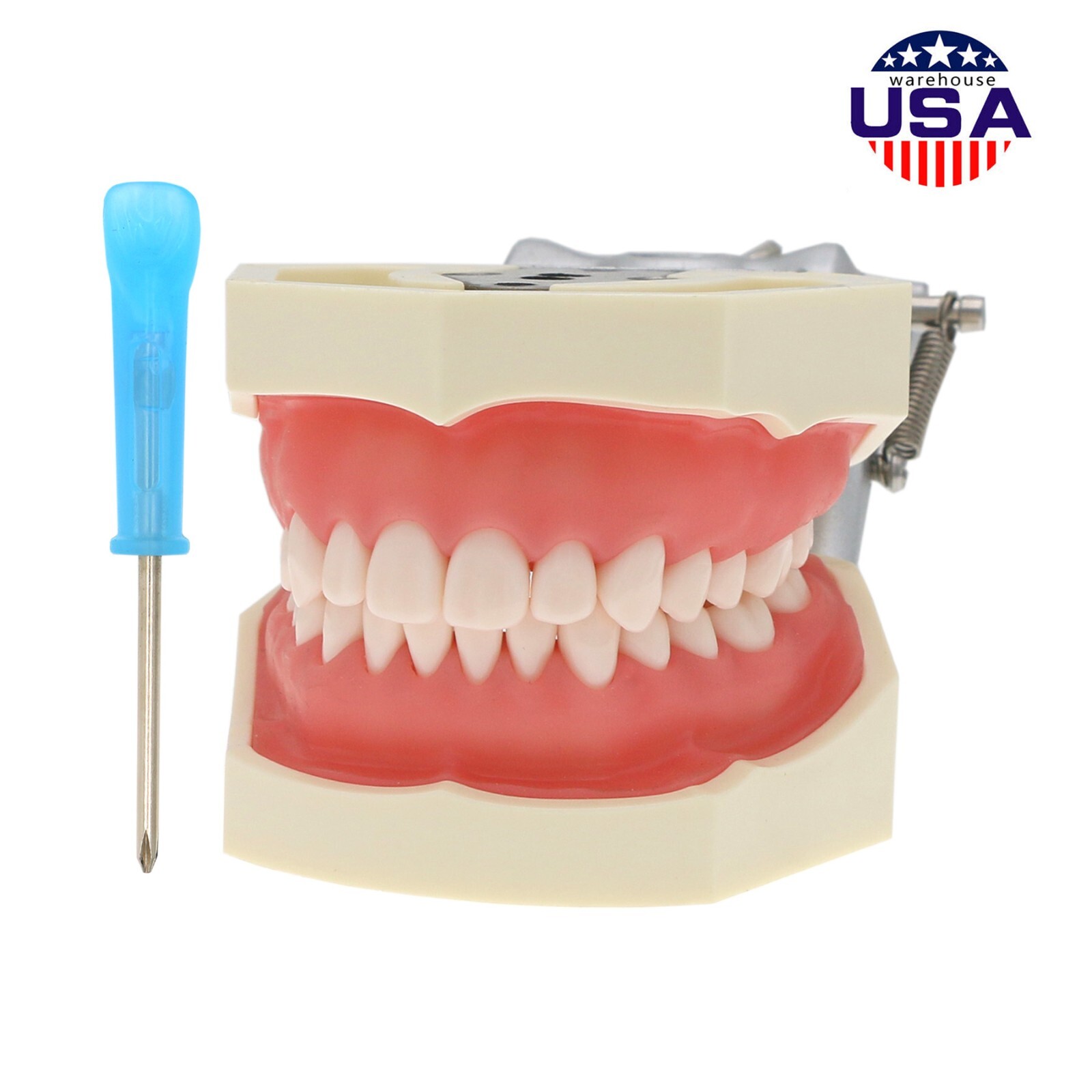 Dental Kilgore NISSIN 28/32 Pcs Type Teeth Typodont Model With Removable Teeth