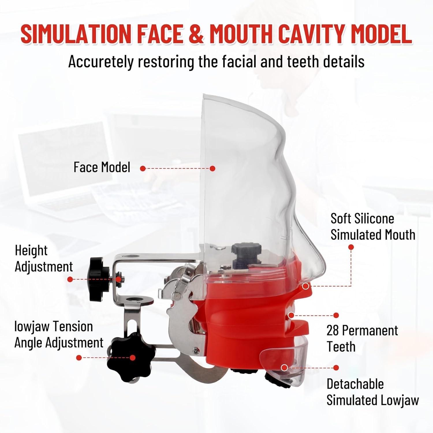 Dental Simulator Manikin Phantom Head Model Dentist Teaching with 28Pcs Teeth US
