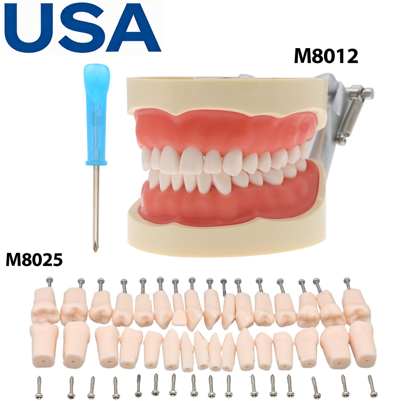 US Dental Typodont Teeth Model Mounting Pole Fit Columbia Kilgore Nissin Frasaco