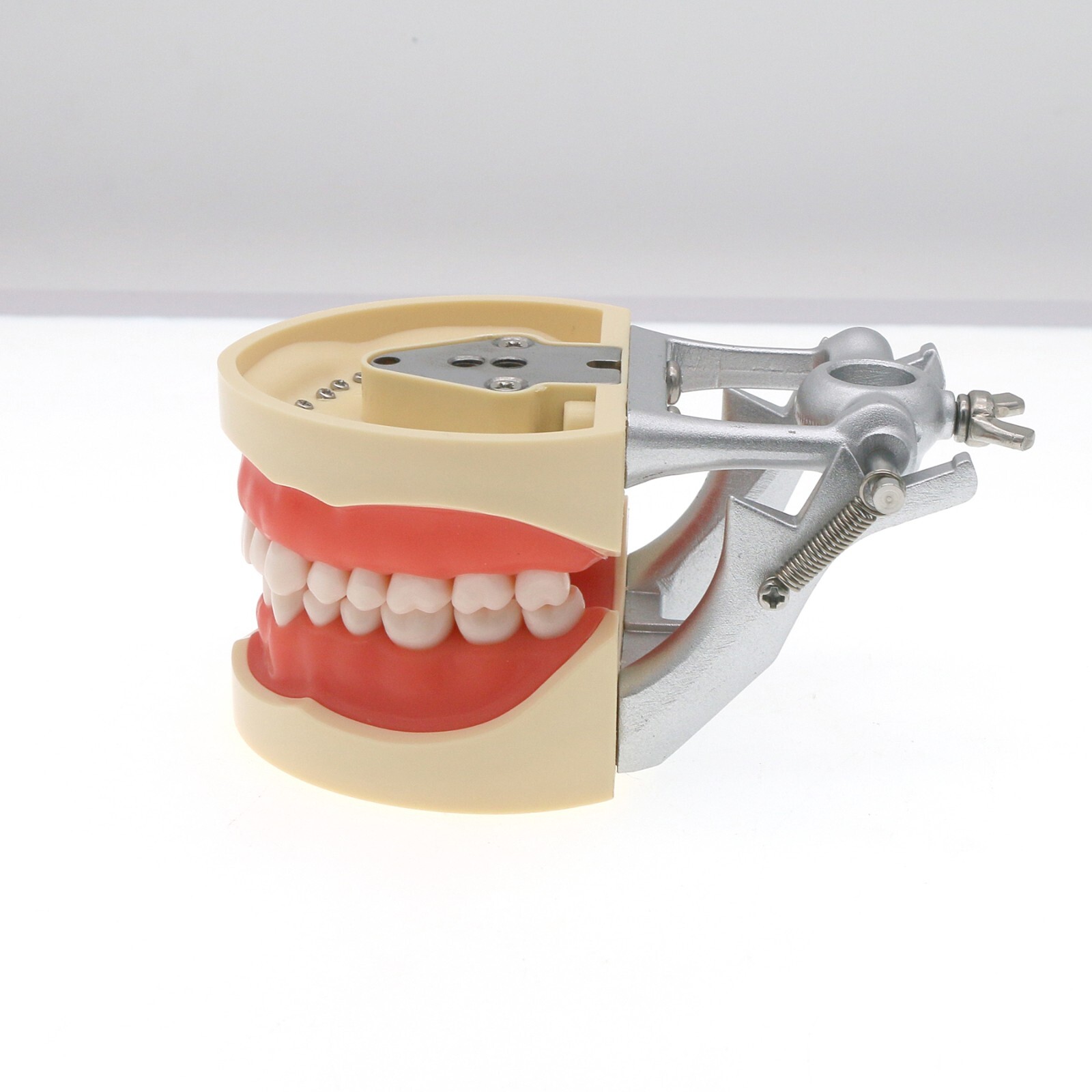 Dental Kilgore NISSIN 28/32 Pcs Type Teeth Typodont Model With Removable Teeth