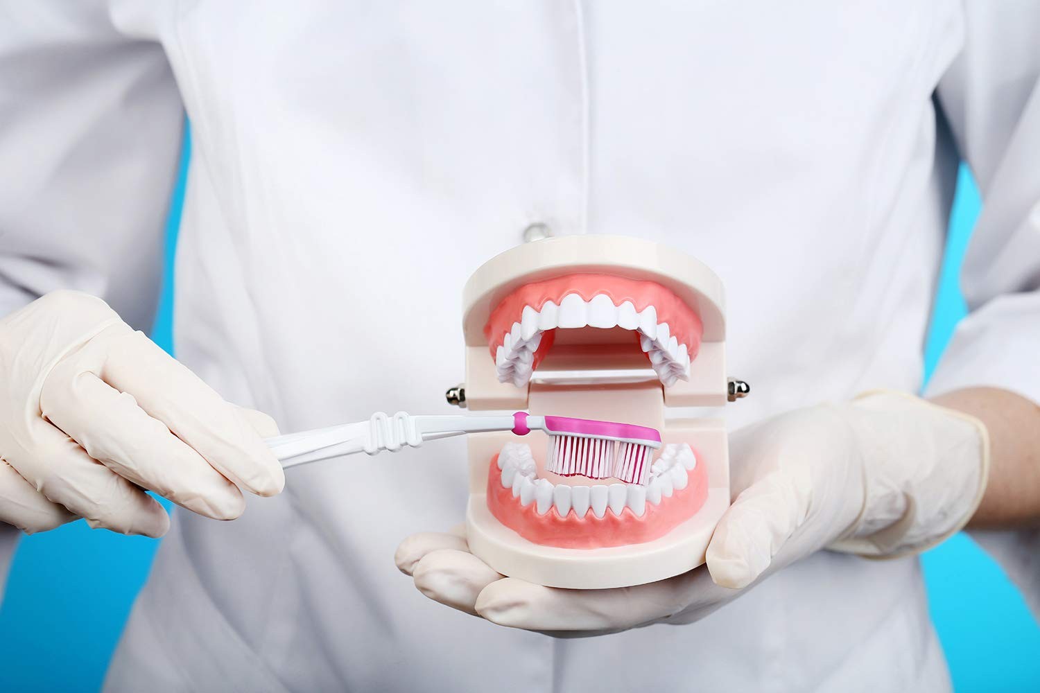 Adult Standard Teeth Model Typodont Denture for Dental Teaching with 2 Wrenches