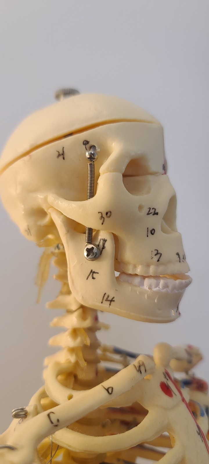 VINTAGE MEDICAL MODEL 27″ SKELETON ON METAL STAND
