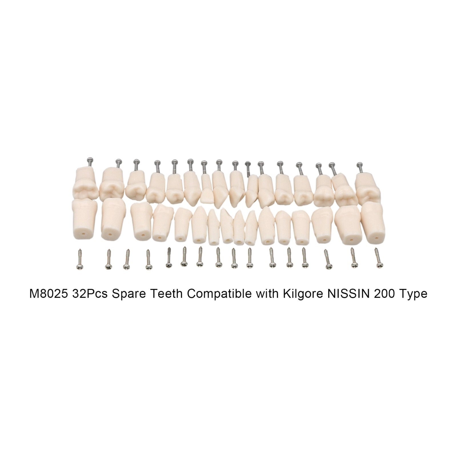 Dental Teeth Typodont Model Replacement Screw-in fit Kilgore NISSIN 200/500 Type