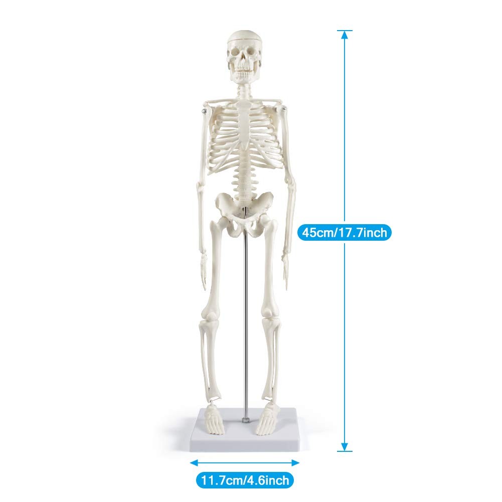 Human Skeleton Model for Anatomy 17” Human Skeleton Model with Movable Arms a…