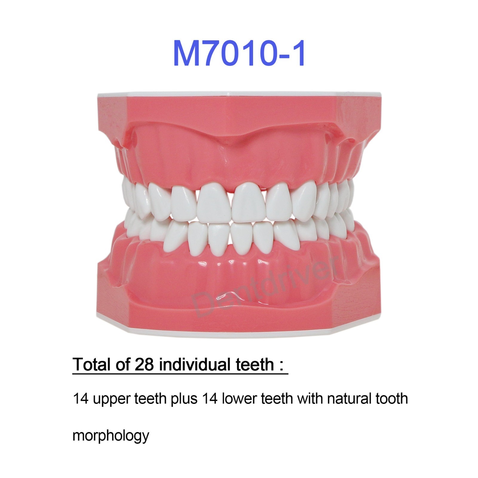 US 1:1 Typodont Teeth Model M7010-1 for Brushing Flossing Practice Teaching