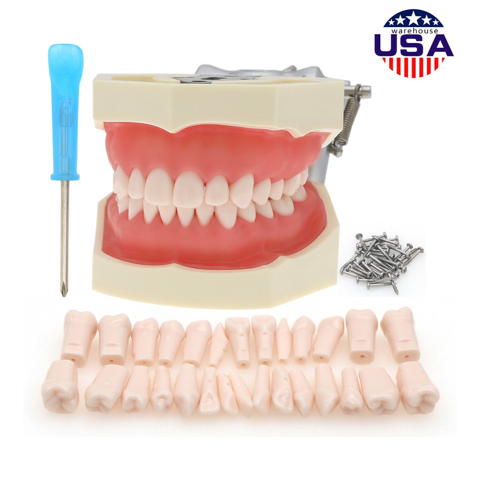 US Dental Kilgore NISSIN Type 28/32Pcs Teeth Typodont Model With Removable Teeth