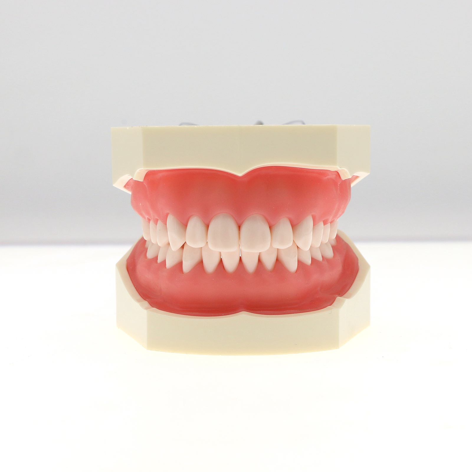 US 28Pcs Dental Typodont Teeth Model fits Kilgore NISSIN 200 Type Teeth Teeth