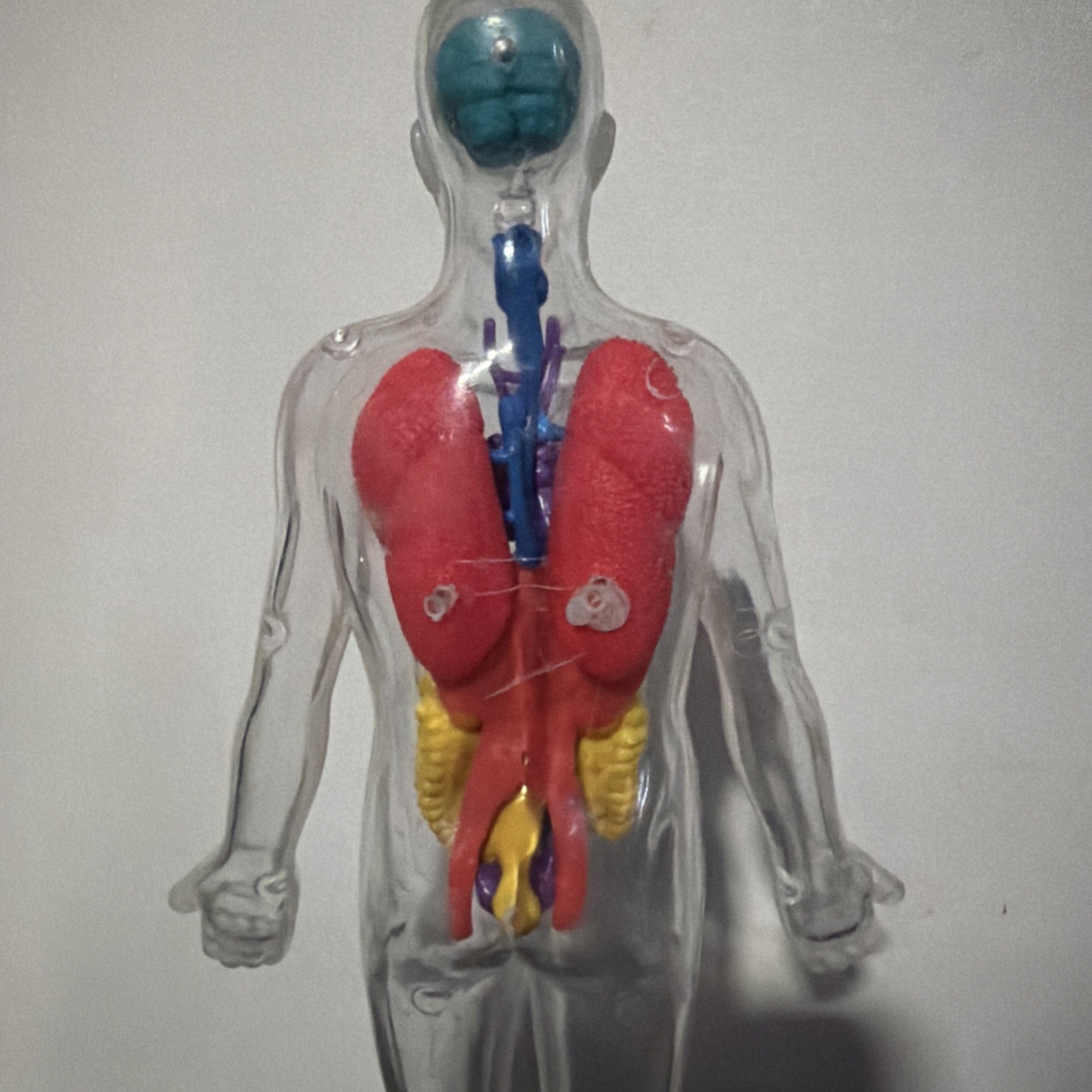Invisible Man Human Body Anatomy Medical Doll 8” Figure w Organs Plastic