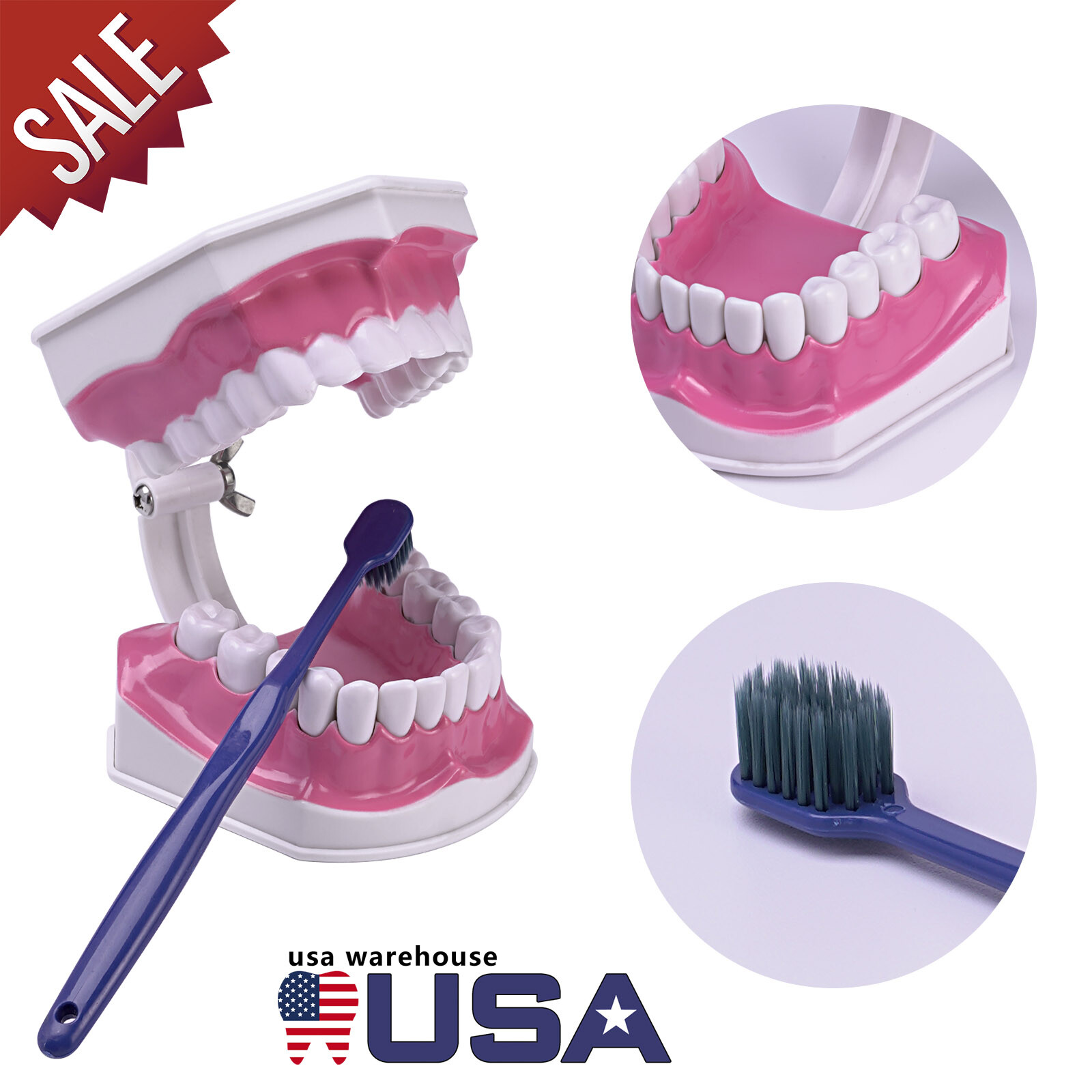 2 Times Enlarge Dental Teeth Model Includes Toothbrush Dental Education Supplies