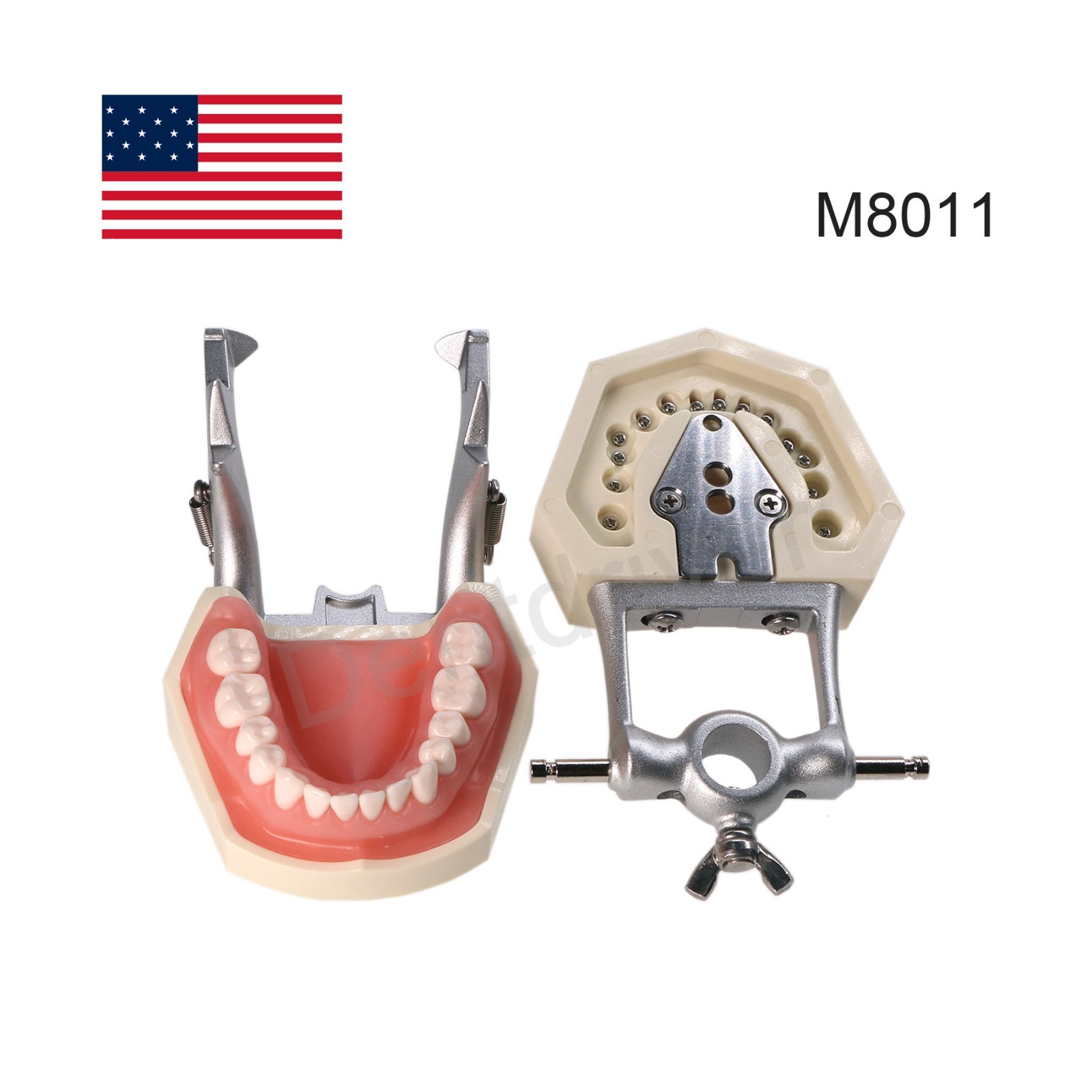 US Dental Typodont Model Mounting Pole Compatible with Columbia/Kilgore/Nissin