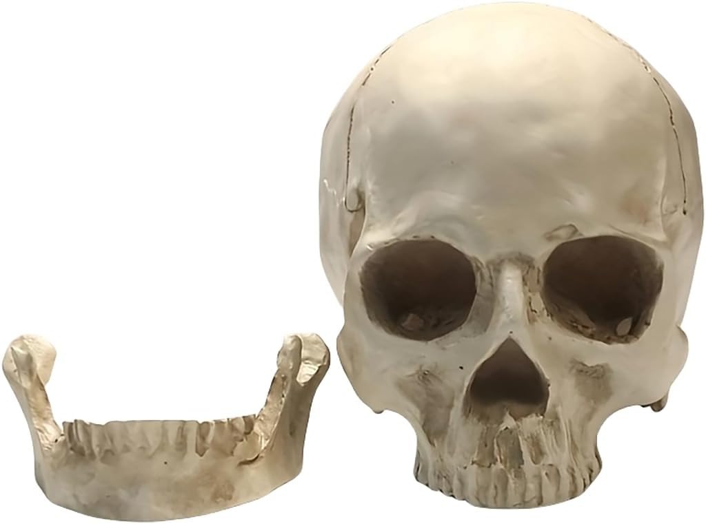 Lifesize 1:1 Human Skull Replica Resin Model Anatomical Medical Skeleton