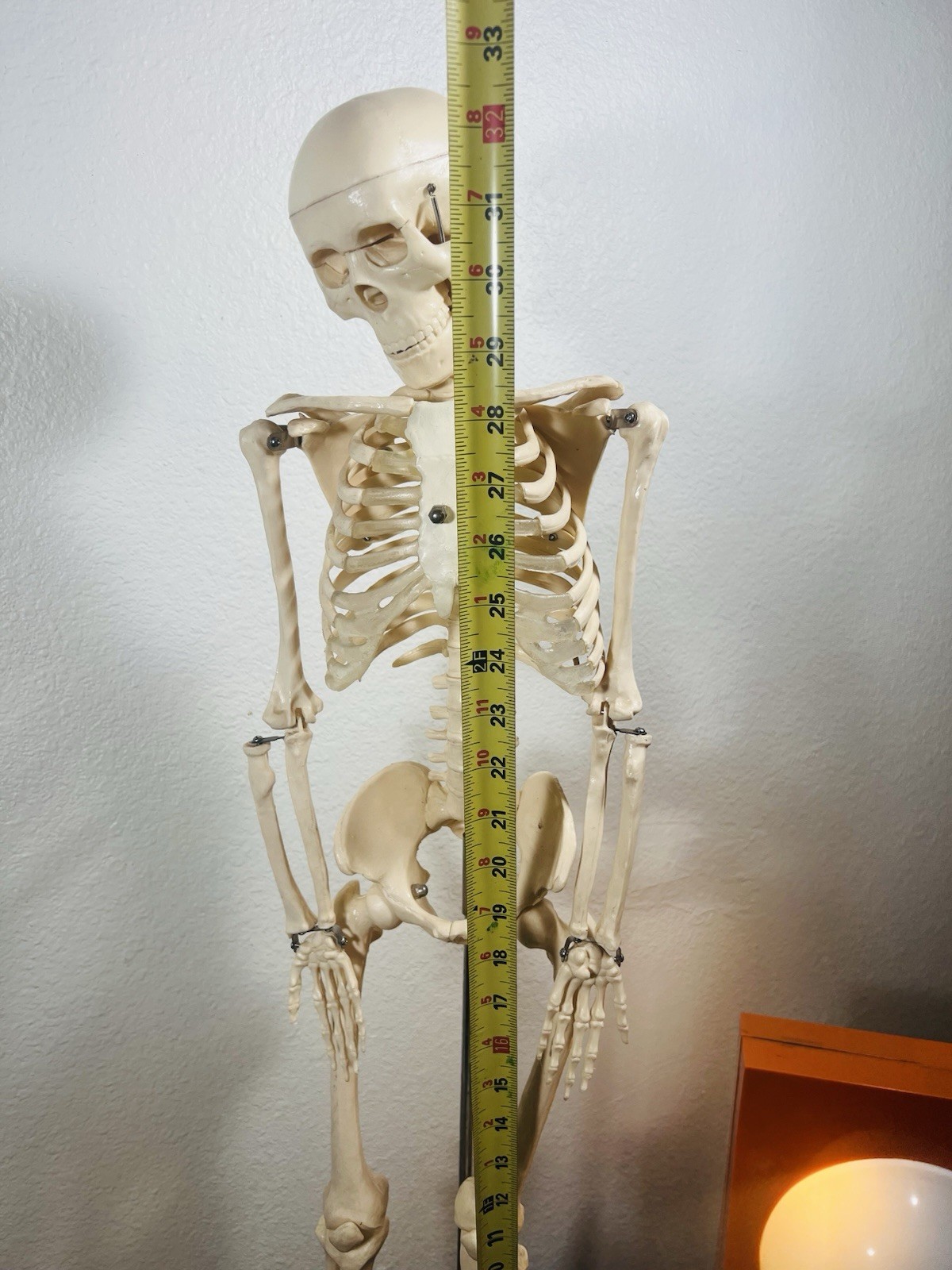 Human Anatomical Anatomy 33.5” Flexible Plastic Skeleton Medical Teaching Model