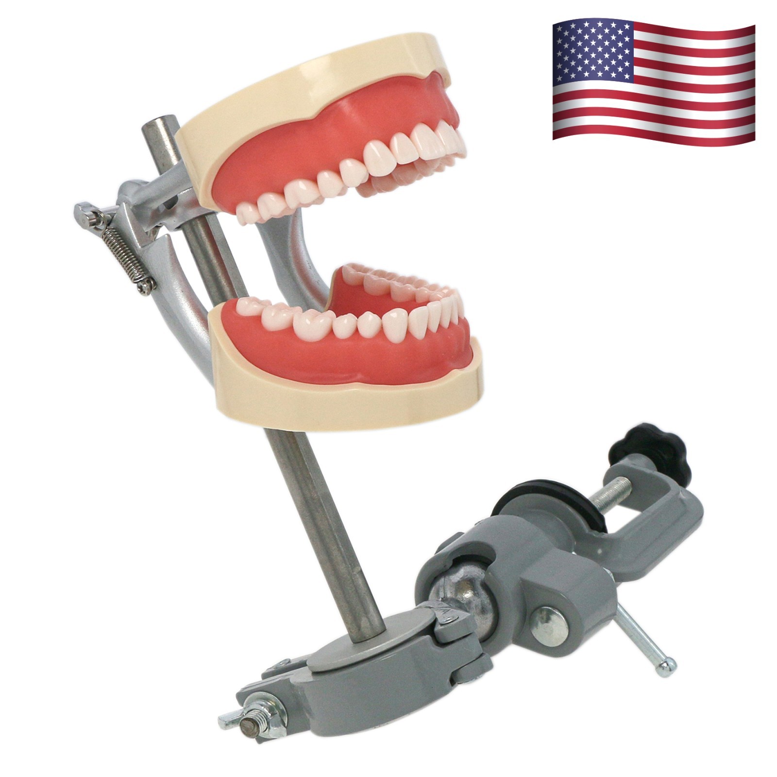 Kilgore Nissin 200 Type Dental Mounting Pole Typodont Model 32pc Removable Teeth