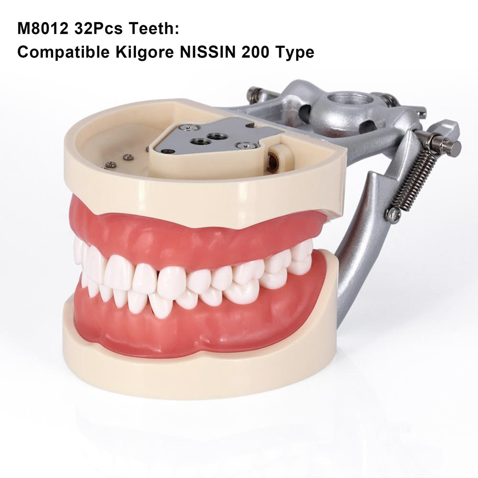 Dental Typodont Model With 32Pcs Screw-in Teeth fit Kilgore NISSIN 200Type Model