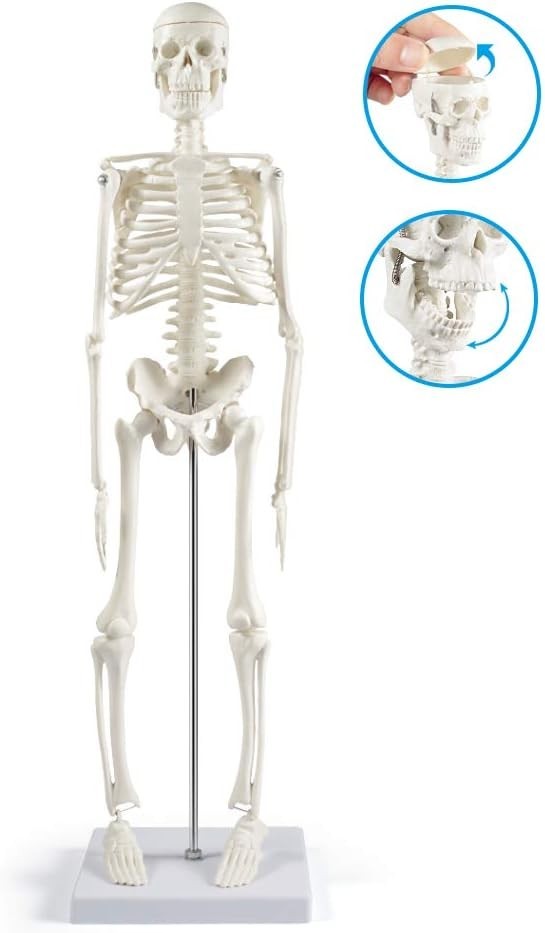 Anatomy Skeleton Model 17 Inch with Movable Arms Legs for Education Display