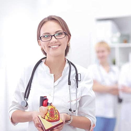 2-Parts 1:1 Anatomical Human Heart Model for Teaching Cardiology Nursing school