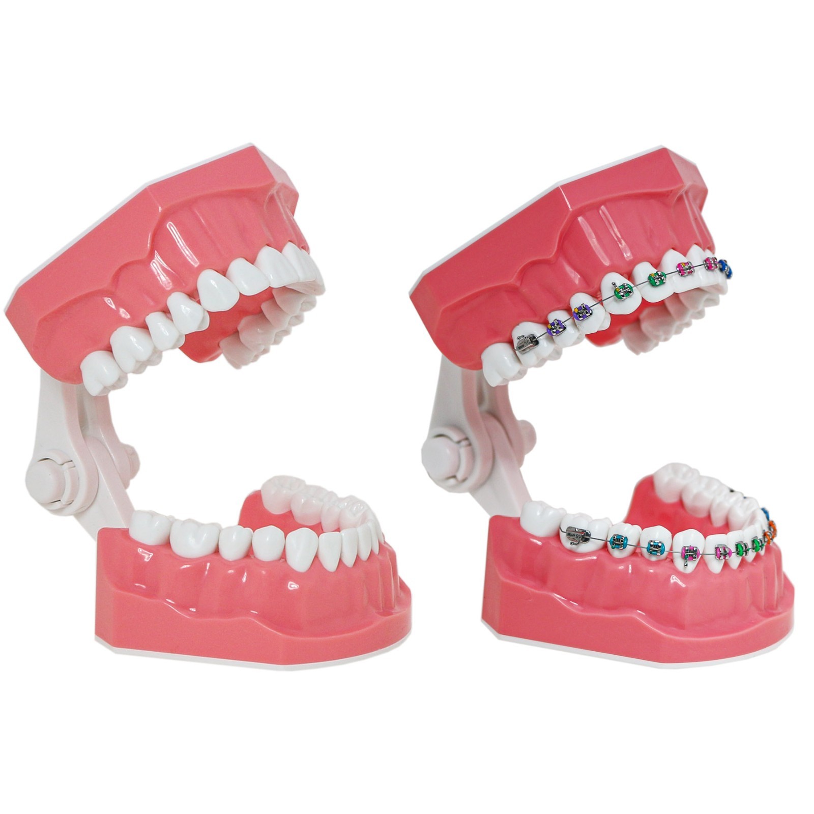 US M7010 Series Typodont M7010-1 Hygiene/M7010-2 Orthodontic Bracket Teeth Model