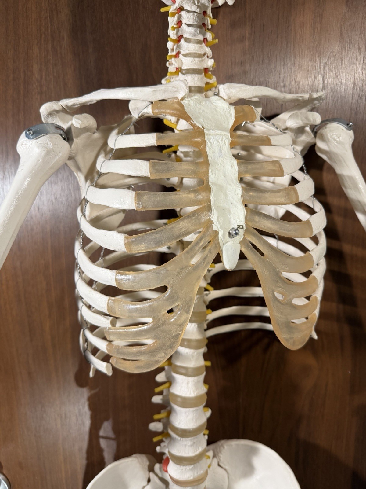 Life Size Human Anatomy Skeleton Hanging Medical Model w/ Spine Nerves